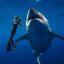 Mergulho com tubarão, apenas para o Noivo.